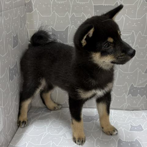 富山県の豆柴 (ペットアミ宮野店/2026年5月2日生まれ/男の子/黒)の子犬の2枚目の画像