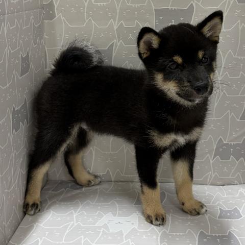 富山県の豆柴 (ペットアミ宮野店/2026年5月2日生まれ/男の子/黒)の子犬の3枚目の画像