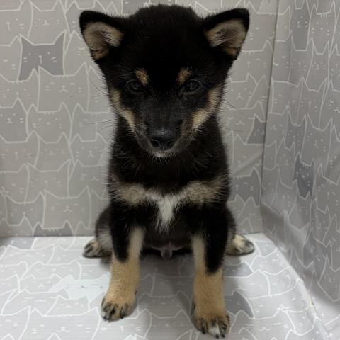 富山県の豆柴 (ペットアミ宮野店/2026年5月2日生まれ/男の子/黒)の子犬の4枚目の画像