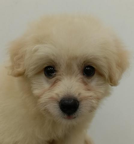 秋田県のポメプー(ポメラニアン×プードル) (ペットアミ 本荘インター店/2026年5月29日生まれ/女の子/クリーム)の子犬