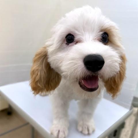 秋田県のハーフ犬・ミックス犬 (ペットアミ 本荘インター店/2026年2月27日生まれ/男の子/ブレンハイム)の子犬の2枚目の画像