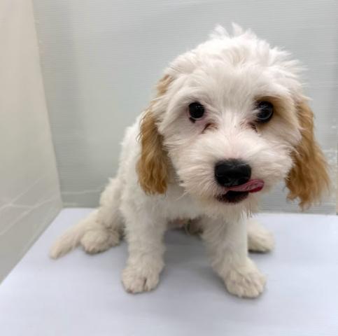 秋田県のハーフ犬・ミックス犬 (ペットアミ 本荘インター店/2026年2月27日生まれ/男の子/ブレンハイム)の子犬の3枚目の画像