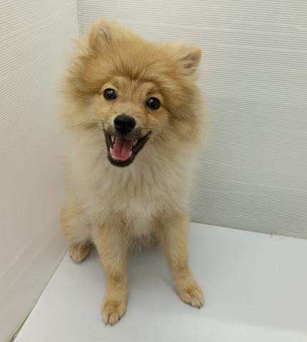 ポメラニアン