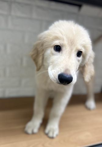 新潟県のゴールデンレトリバー (ペットアミ 小千谷店/2026年4月5日生まれ/男の子/ゴールド)の子犬の2枚目の画像