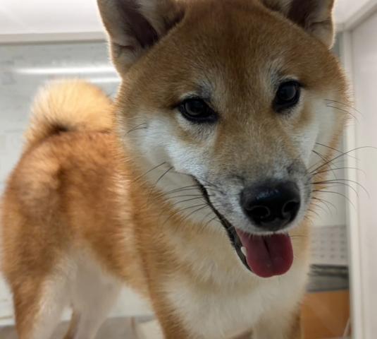 柴犬