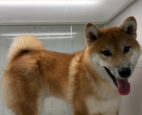 柴犬