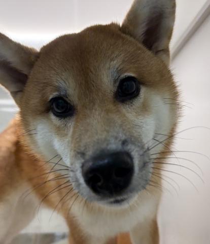 柴犬
