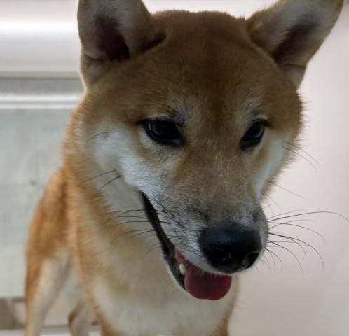 柴犬