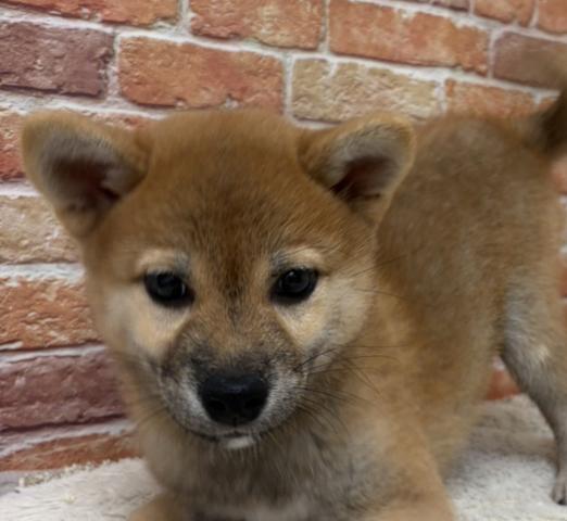 柴犬