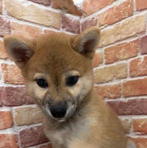 柴犬
