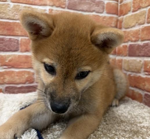柴犬