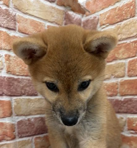 柴犬