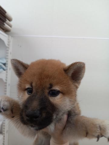 柴犬