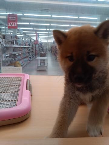 柴犬
