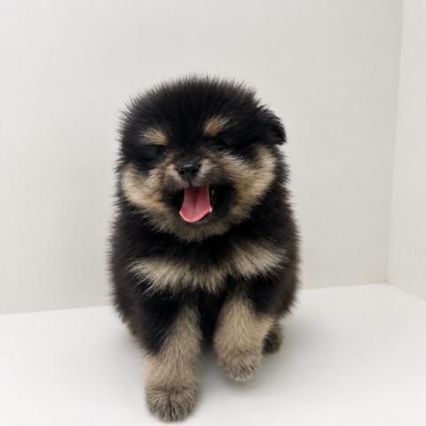 ポメラニアン