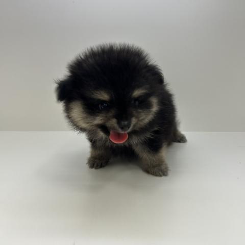 ポメラニアン