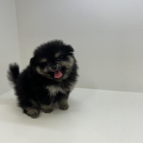 ポメラニアン