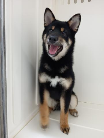 富山県の柴犬(標準サイズ) (ペットアミ宮野店/2026年2月6日生まれ/男の子/黒)の子犬の2枚目の画像