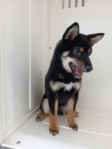 富山県の柴犬(標準サイズ) (ペットアミ宮野店/2026年2月6日生まれ/男の子/黒)の子犬の3枚目の画像