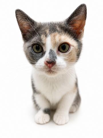 広島県のマンチカン (ペットアミ 大竹店/2026年5月23日生まれ/女の子/ダイリュートキャリコ)の子猫の1枚目の画像