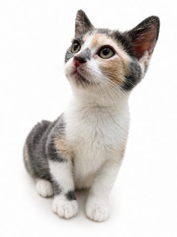 広島県のマンチカン (ペットアミ 大竹店/2026年5月23日生まれ/女の子/ダイリュートキャリコ)の子猫の2枚目の画像
