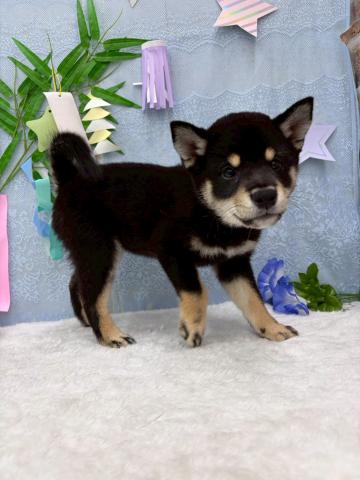柴犬