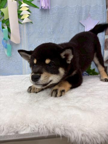 柴犬