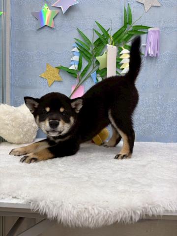 柴犬