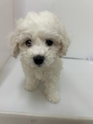新潟県のビションフリーゼ (ペットアミ 長岡店/2026年4月3日生まれ/男の子/ホワイト)の子犬