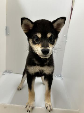 柴犬