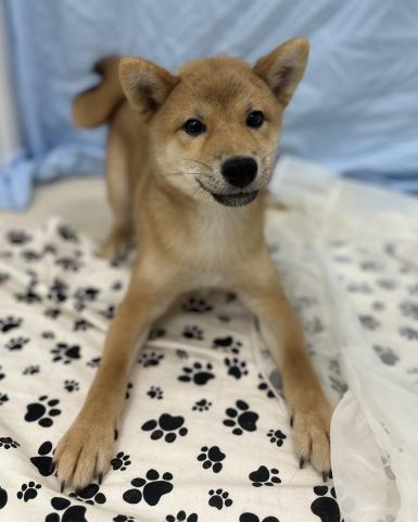柴犬