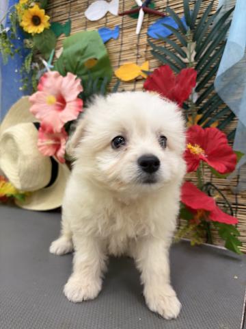 秋田県のハーフ犬・ミックス犬 (ペットアミ 秋田卸町店/2026年5月29日生まれ/男の子/クリーム)の子犬の2枚目の画像