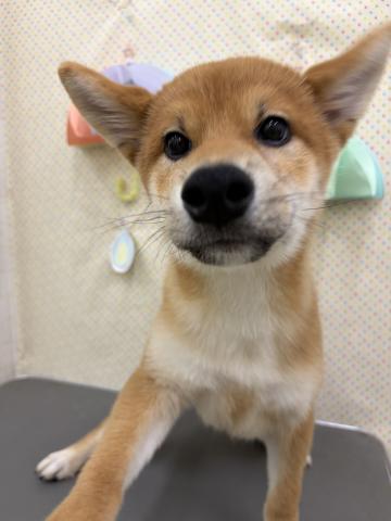 秋田県の柴犬(標準サイズ) (ペットアミ 秋田卸町店/2026年3月13日生まれ/男の子/赤)の子犬の2枚目の画像