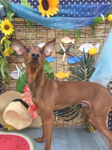 秋田県のハーフ犬・ミックス犬 (ペットアミ 秋田卸町店/2025年11月20日生まれ/男の子/レッド)の子犬