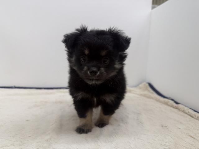 三重県のハーフ犬・ミックス犬 (ペットアミ 松阪店/2026年5月24日生まれ/男の子/ブラックタン)の子犬の1枚目の画像