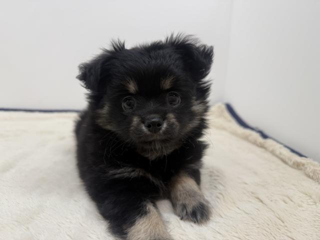 三重県のハーフ犬・ミックス犬 (ペットアミ 松阪店/2026年5月24日生まれ/男の子/ブラックタン)の子犬の3枚目の画像