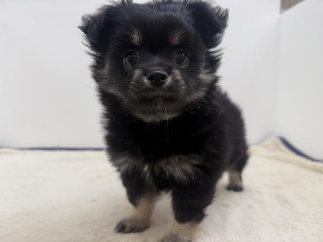 三重県のハーフ犬・ミックス犬 (ペットアミ 松阪店/2026年5月24日生まれ/男の子/ブラックタン)の子犬の4枚目の画像