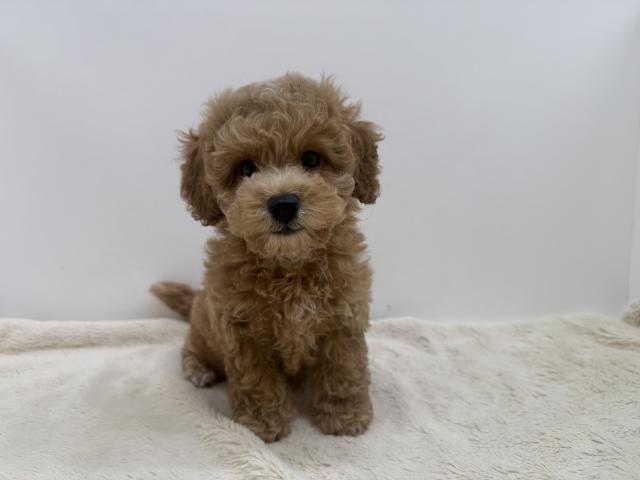 三重県のハーフ犬・ミックス犬 (ペットアミ 松阪店/2026年5月15日生まれ/男の子/レッド)の子犬の1枚目の画像