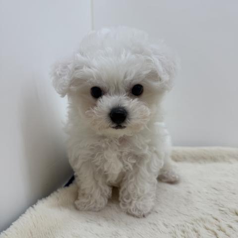 三重県のビションフリーゼ (ペットアミ 松阪店/2026年5月16日生まれ/男の子/ホワイト)の子犬の1枚目の画像