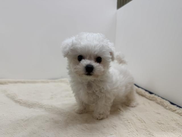 三重県のビションフリーゼ (ペットアミ 松阪店/2026年5月16日生まれ/男の子/ホワイト)の子犬の4枚目の画像