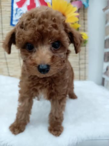 秋田県のトイプードル(トイ) (ペットアミ 能代東インター店/2026年6月5日生まれ/男の子/レッド)の子犬の2枚目の画像