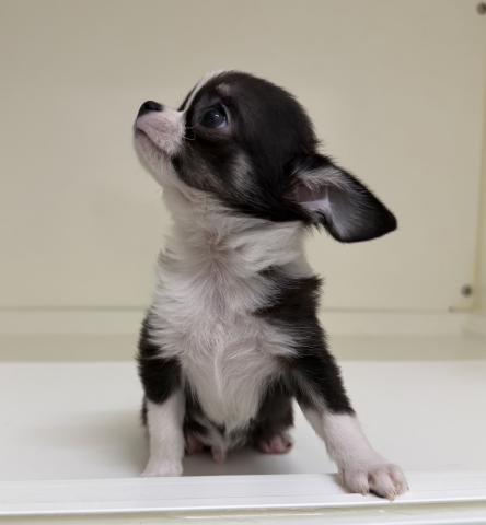 三重県のチワワ(ロング) (ペットアミ 明和店/2026年6月2日生まれ/男の子/ブラックタンホワイト)の子犬の4枚目の画像