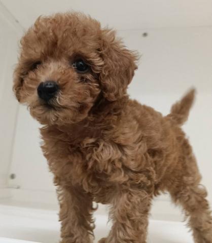 三重県のトイプードル(トイ) (ペットアミ 明和店/2026年5月2日生まれ/男の子/レッド)の子犬の2枚目の画像