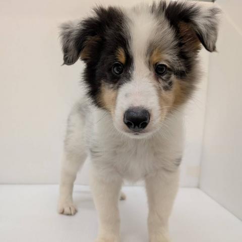 長野県のシェットランドシープドッグ (ペットアミ 中野店/2026年5月3日生まれ/男の子/ブルーマール)の子犬