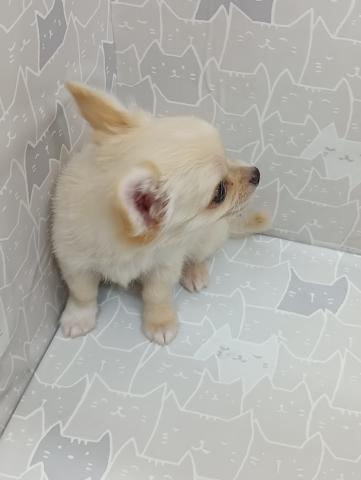 富山県のチワワ(ロング) (ペットアミ宮野店/2026年5月22日生まれ/男の子/ホワイトクリーム)の子犬の4枚目の画像