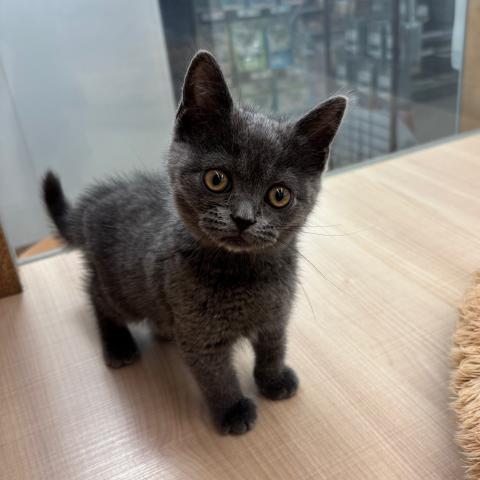 ブリティッシュショートヘア