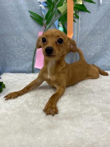 秋田県のハーフ犬・ミックス犬 (ペットアミ 能代東インター店/2026年3月25日生まれ/男の子/レッド)の子犬の1枚目の画像