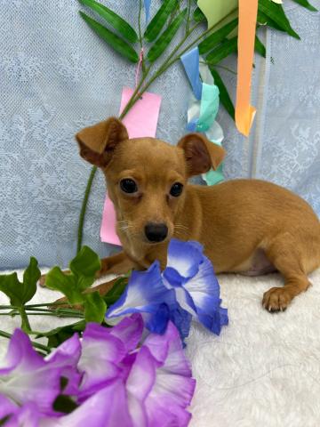 秋田県のハーフ犬・ミックス犬 (ペットアミ 能代東インター店/2026年3月25日生まれ/男の子/レッド)の子犬の2枚目の画像