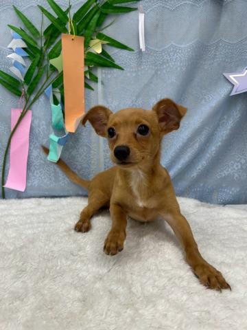 秋田県のハーフ犬・ミックス犬 (ペットアミ 能代東インター店/2026年3月25日生まれ/男の子/レッド)の子犬の3枚目の画像