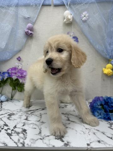 秋田県のハーフ犬・ミックス犬 (ペットアミ 能代東インター店/2026年4月19日生まれ/男の子/ゴールド)の子犬の3枚目の画像